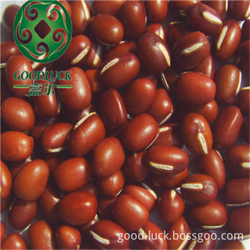 New Crop Dry Adzuki Bean